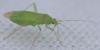 Orthotylus sp.